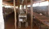 Rabbit Farm at Hanhane in Open prison in Mozambique